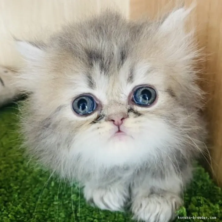 キャサリン 様のお迎えした子猫