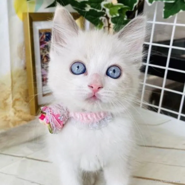 ID:2207-01091の子猫