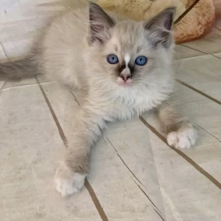 ID：2209-00508の子猫