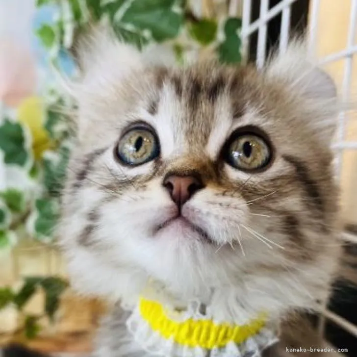 ID：2206-02395の子猫