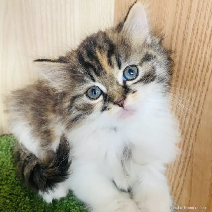 ID：2310-00607の子猫