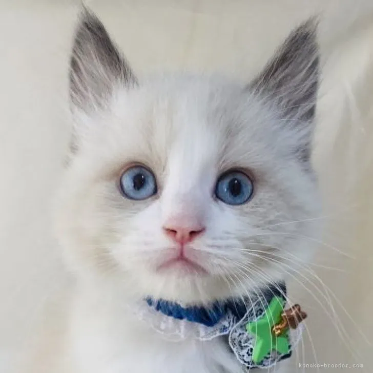 ID：2305-01698の子猫