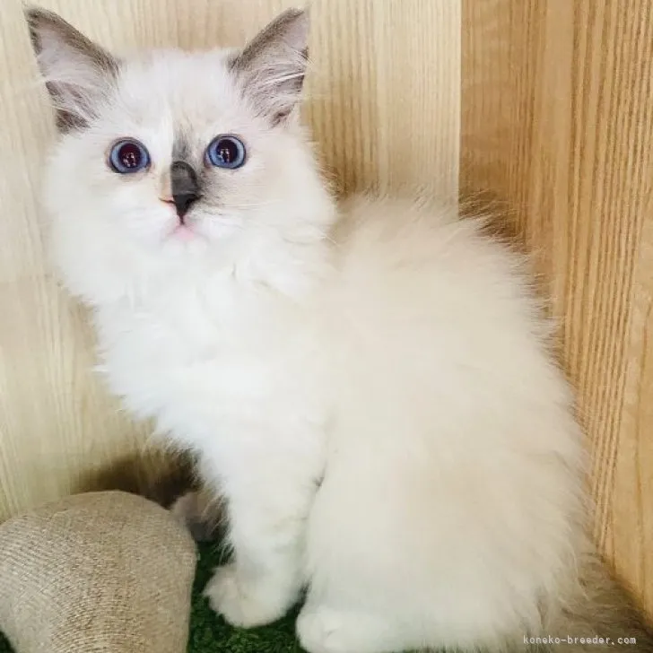 ID:2311-00098の子猫