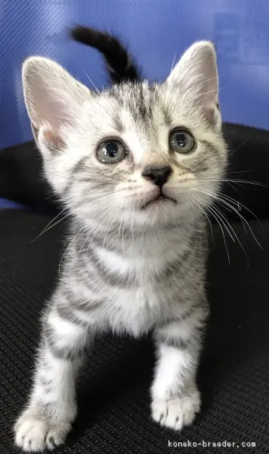 ID:1708-00967の子猫