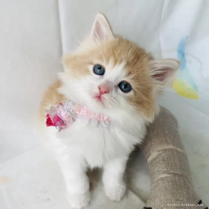 ID：2306-01271の子猫