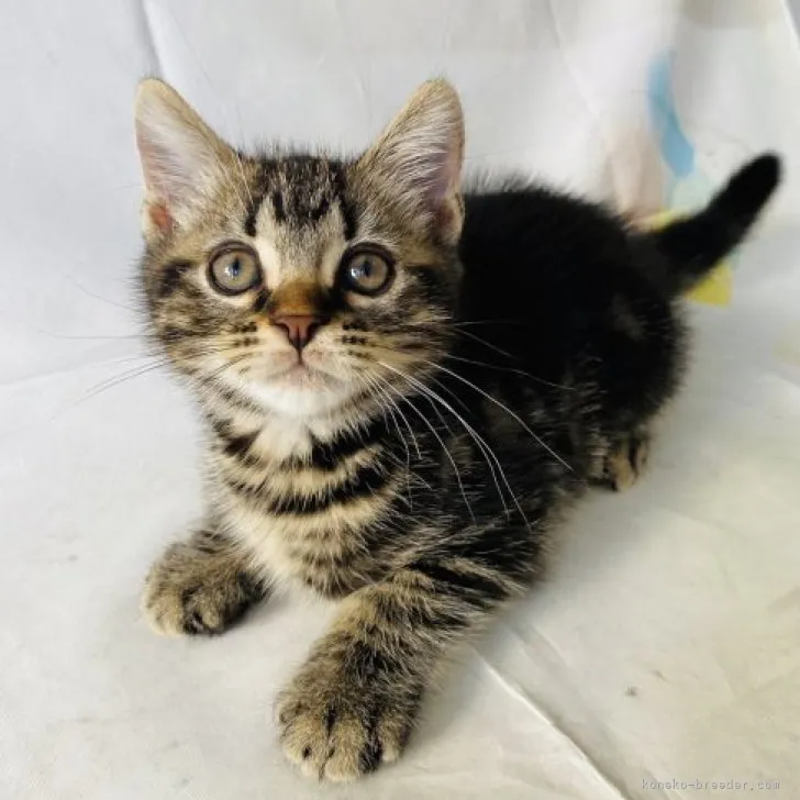 ID:2306-00324の子猫