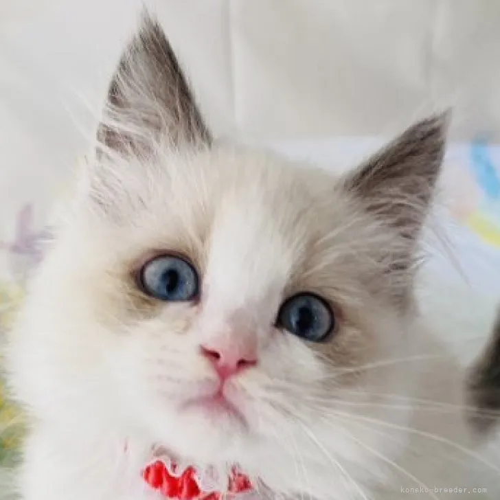 ID：2305-03288の子猫