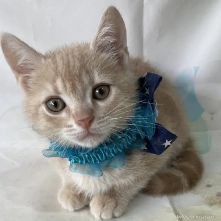 ID：2305-00713の子猫