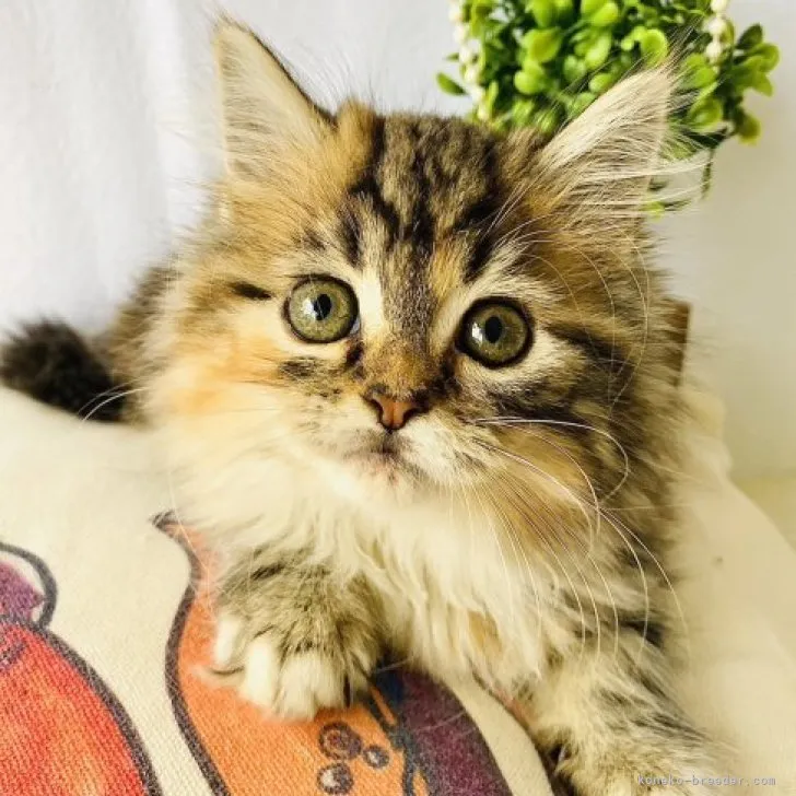 ID：2310-02998の子猫