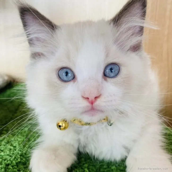ID：2307-02564の子猫