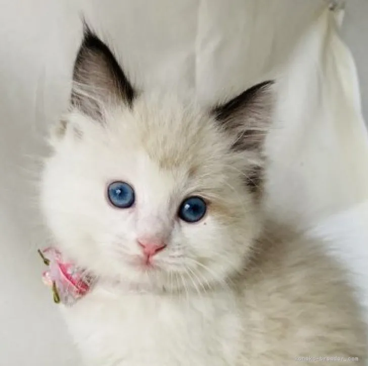 ID：2303-02446の子猫