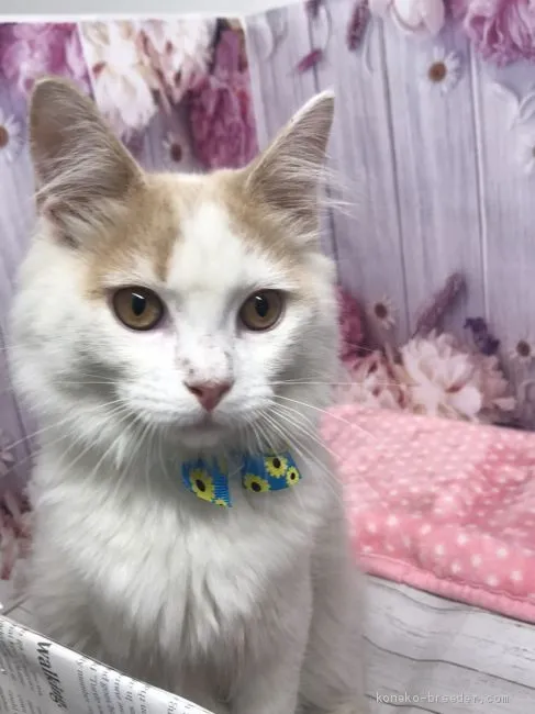 ID:2008-01673の子猫