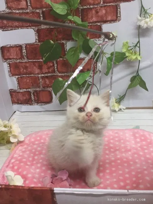 ID：2004-00558の子猫
