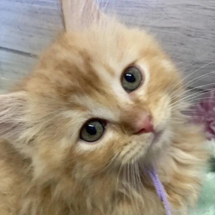 ID:2307-03284の子猫
