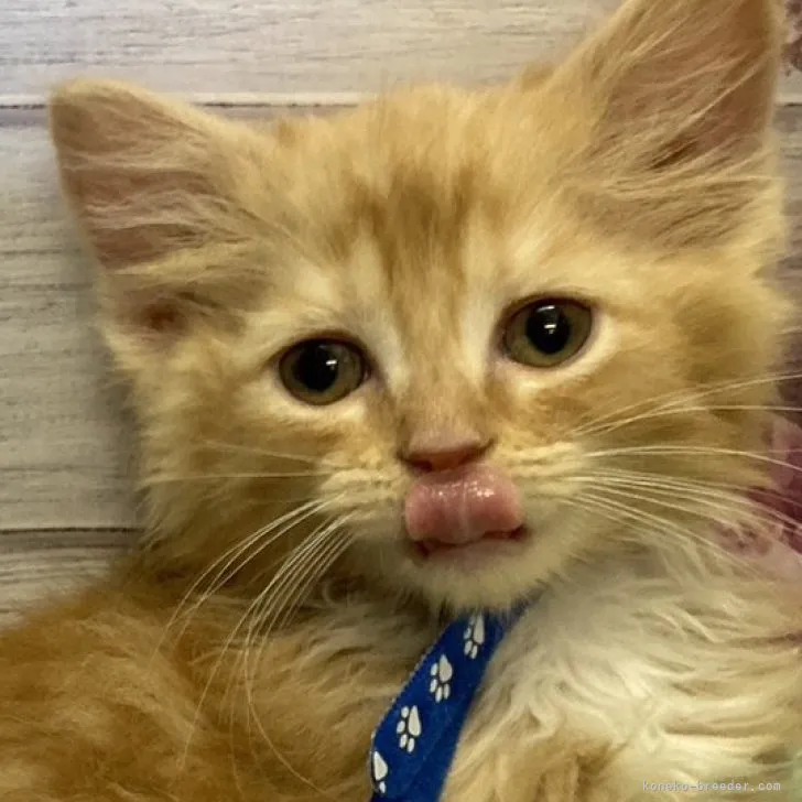 ID：2307-03281の子猫