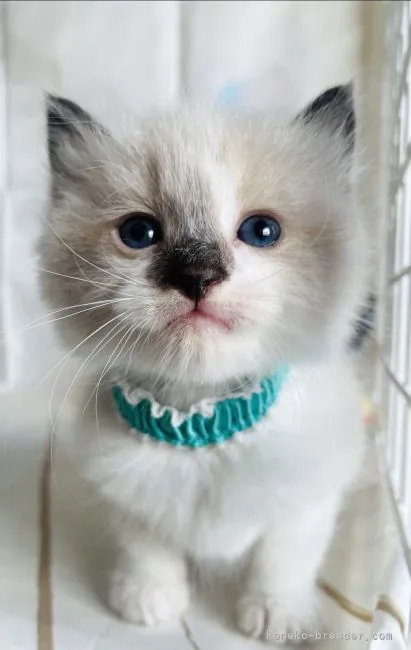 ID:2206-00416の子猫
