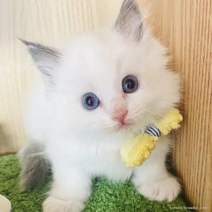 ID:2311-00287の子猫