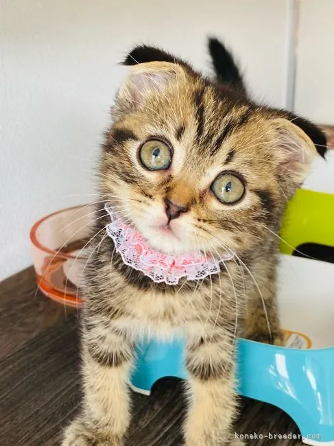 ID:2106-00622の子猫