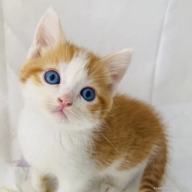 ID:2306-00447の子猫