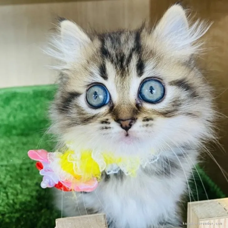 ID：2310-01940の子猫