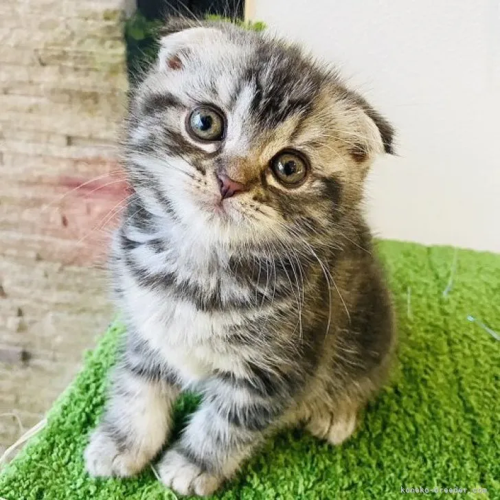 ID：2311-00381の子猫