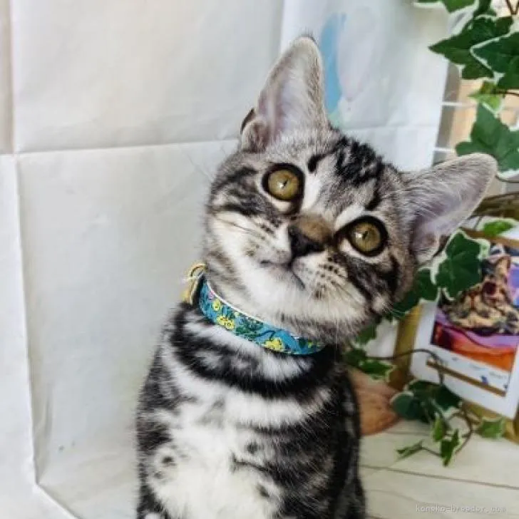 ID：2205-02078の子猫