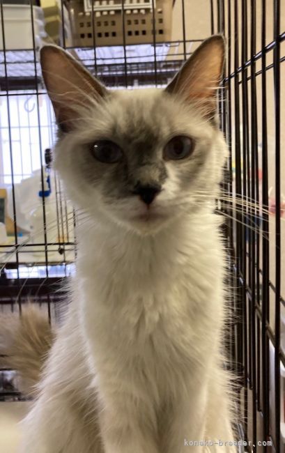 ラグドール【・女の子・2018年11月13日・ブルーポイント】