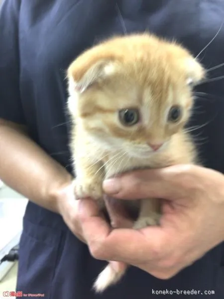 ID：1509-00681の子猫