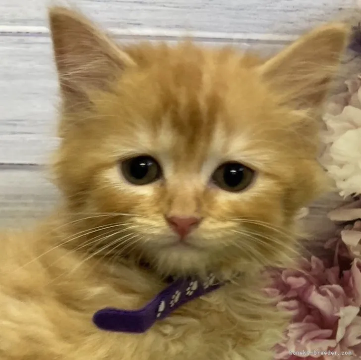 ID:2307-03287の子猫
