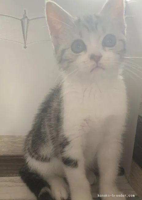 ID:2002-01493の子猫