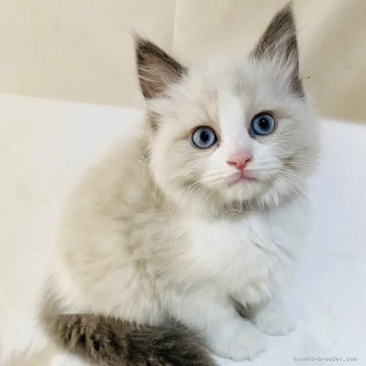 ID:2305-01699の子猫