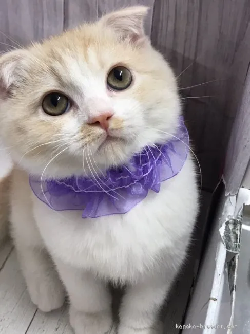 ID：2010-01865の子猫