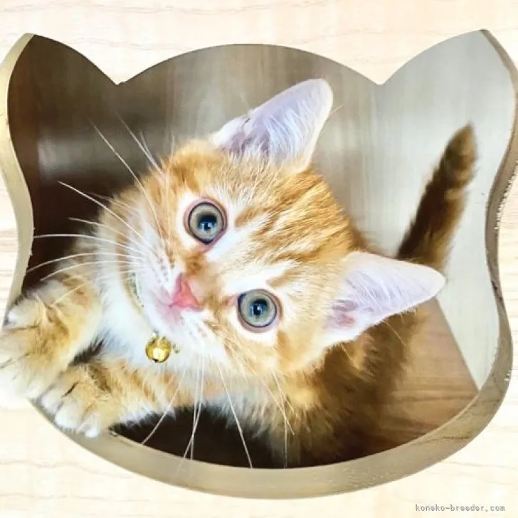 ID：2309-00229の子猫