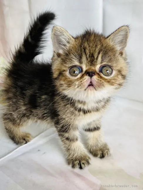 ID：2204-02913の子猫