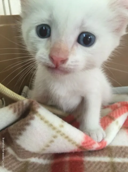 やちゃん 様のお迎えした子猫