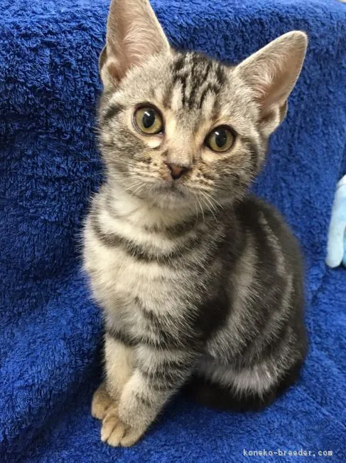 ID:1611-00829の子猫