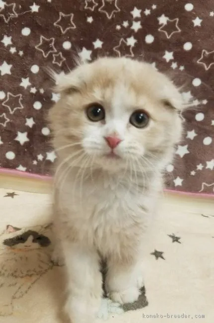 ID：1901-01117の子猫