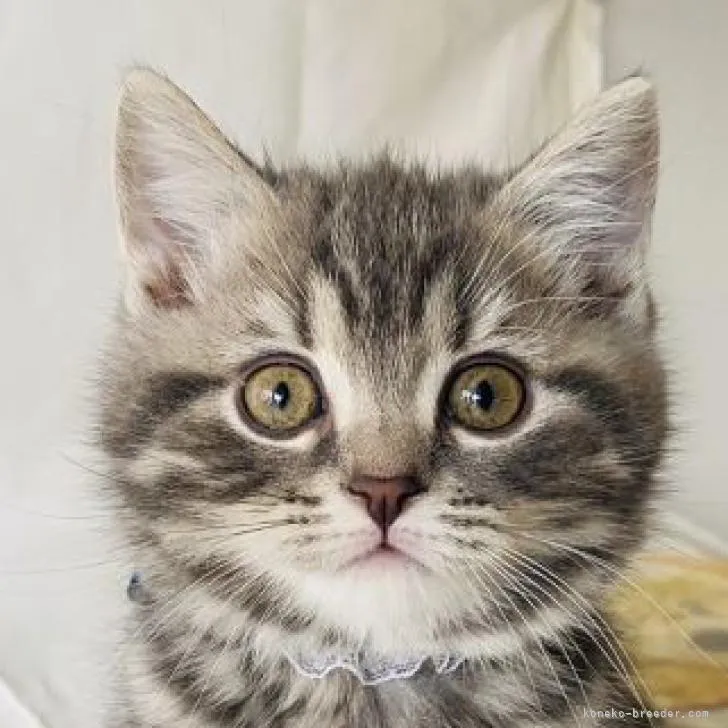 ID：2302-01368の子猫