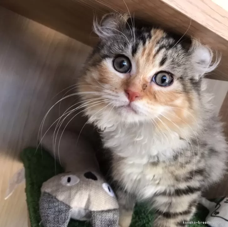 ID：2309-03065の子猫