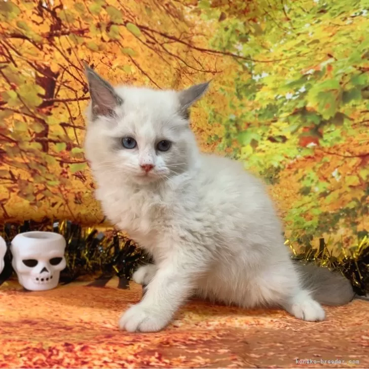 ID：2410-03246の子猫