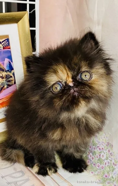 ID：2204-02915の子猫