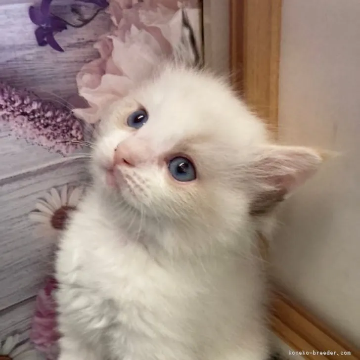 ID:2307-00849の子猫