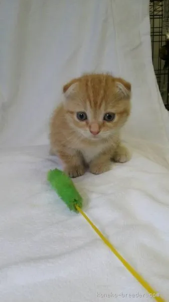 ID：1509-00572の子猫