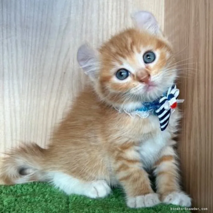 ID:2310-00528の子猫