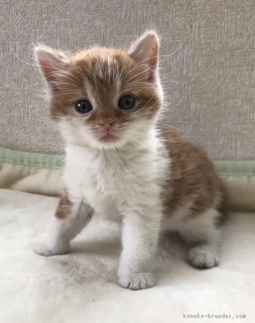 ID:1903-01100の子猫