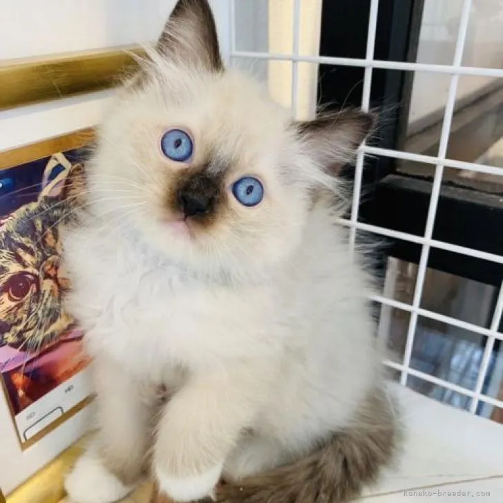 ID：2208-02757の子猫