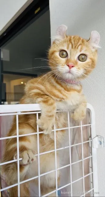 ID：2108-00449の子猫