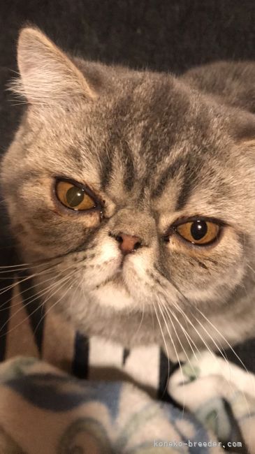 エキゾチックショートヘア【・男の子・2018年7月8日・ブルータビー】