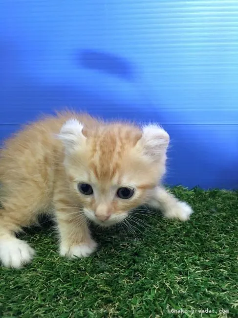 ID：1612-00236の子猫