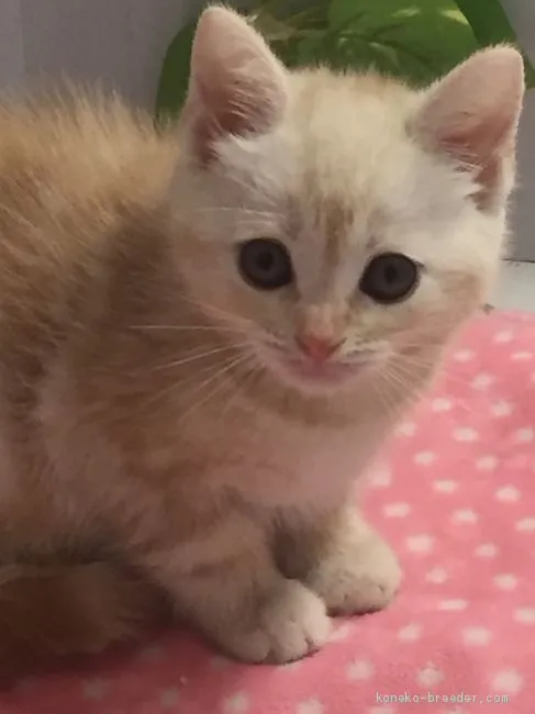 ID：2006-01000の子猫